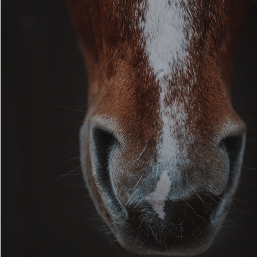 Nez de cheval