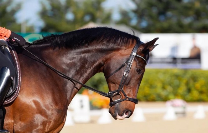 Muscler votre cheval