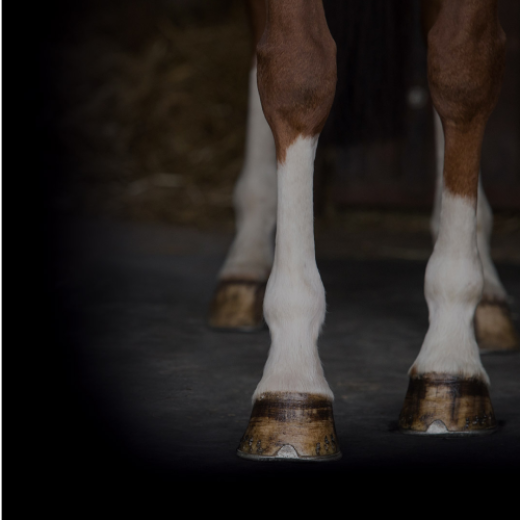 Jambes de cheval