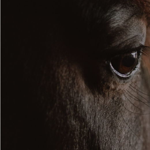 Gros plan sur le visage d'un cheval