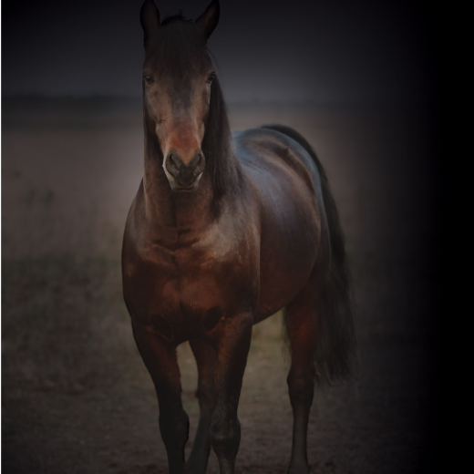 Cheval debout